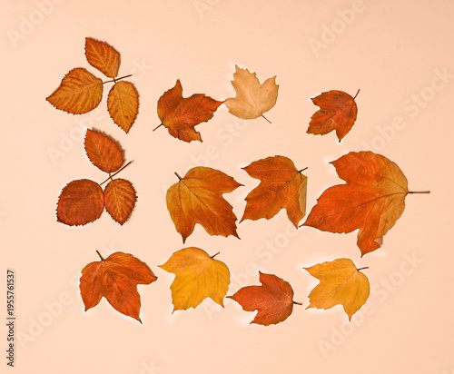 Herbarium of dried leaves of red and yellow colors on a beige background, for book illustration, for study.