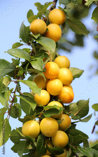 On the branch ripen fruits of cherry plums (Prunus cerasifera).