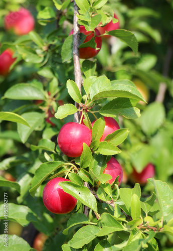 On the branch ripen fruits of cherry plums (Prunus cerasifera).