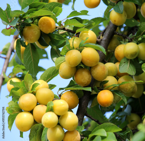 On the branch ripen fruits of cherry plums (Prunus cerasifera).