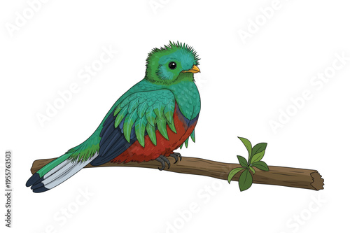 Resplendent quetzal bird perched on branch illustration
