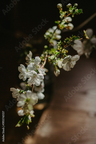 A branch of a blossoming tree in spring. A cherry tree is blossoming. An apricot tree is blossoming.