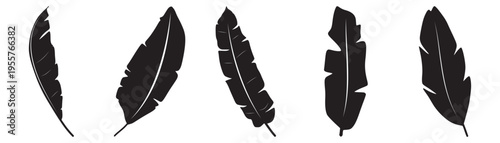 Collection of four black feathers on white background