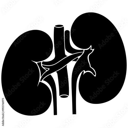 Human kidney anatomy with detailed internal structure