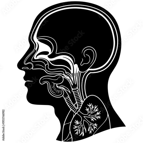 Detailed illustration of human head and respiratory system