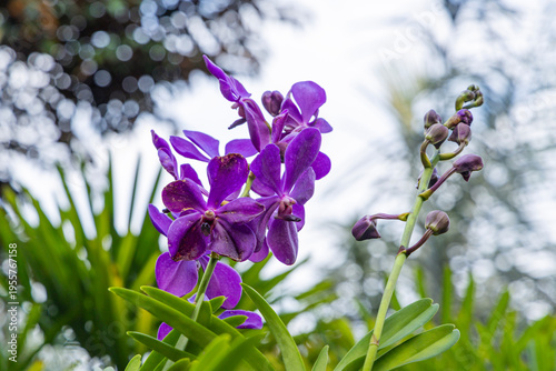 Various Types of Orchids in Singapore