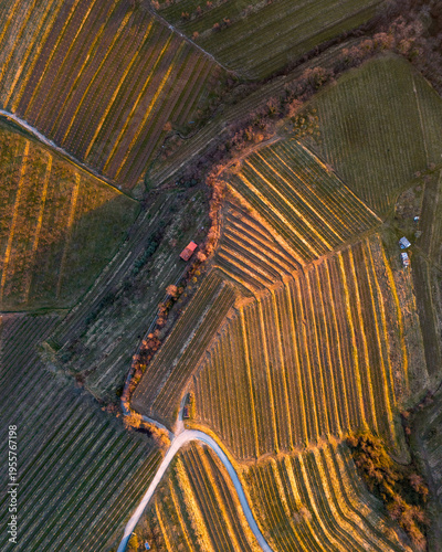 Aerial view of vineyards in Slovenia