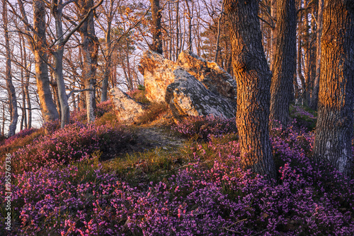 Heather in the forrest hill