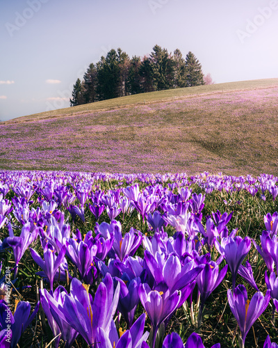 Field of crocus flowers in spring sunrise