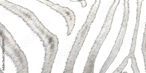 Realistic white and grey zebra skin fur pattern background with fuzzy hair texture wild animal vector illustration for design