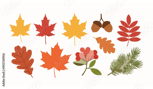 Autumn Leaves Collection Flat Vector Set with Maple Leaf Acorn Berries and Spruce Branch Illustration