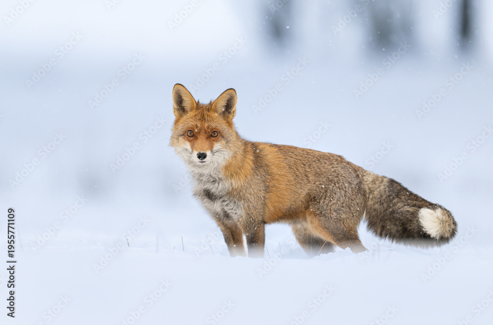 Fototapeta premium Red fox ( Vulpes vulpes ) in winter scenery