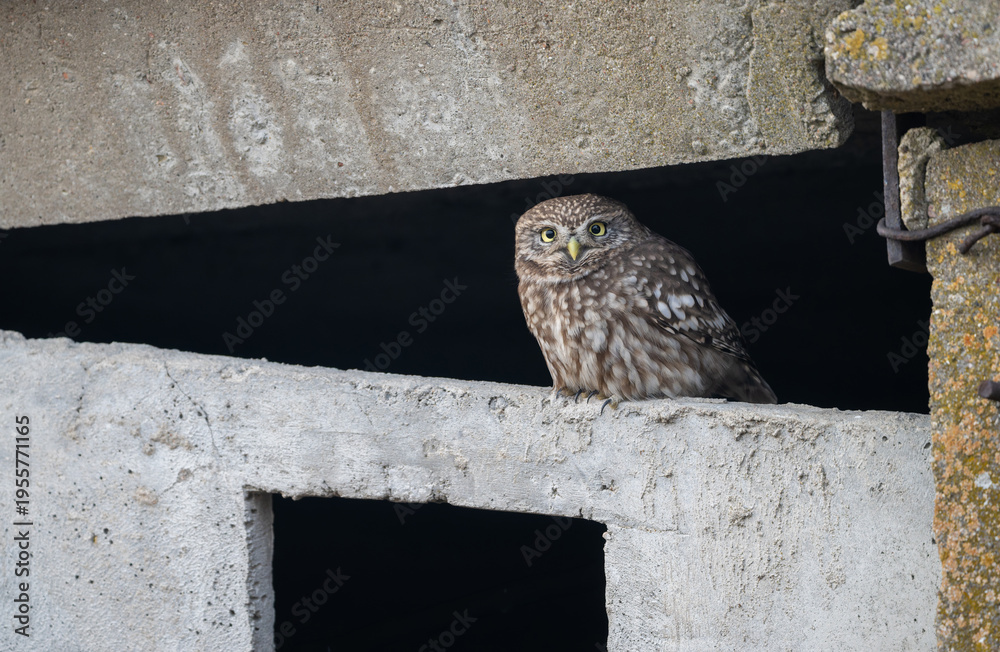 Obraz premium Little owl ( Athene noctua ) close up