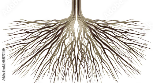 Illustration of a tree root system.