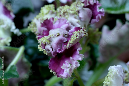 Delicate violet Saintpaulia blooms in a cozy indoor setting