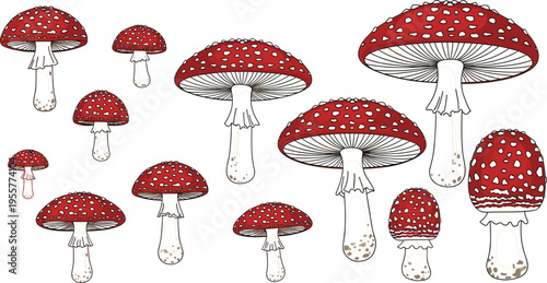 Amanita mushroom vector illustration set with red spotted toadstools, detailed hand drawn fungi collection, botanical forest elements isolated on white background.