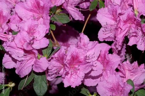 Blooming azalea bush brightens up the greenhouse with vibrant colors