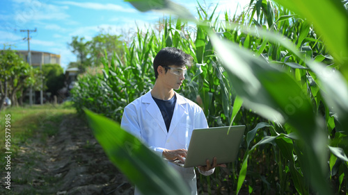 A Scientist in a corn field using a laptop computer to review harvest and crop performance, agriculture technology concept