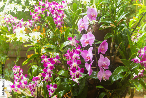 Various Types of Orchids in Singapore