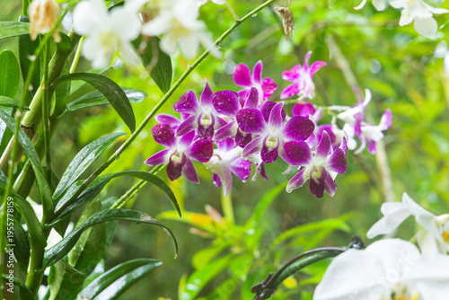 Various Types of Orchids in Singapore