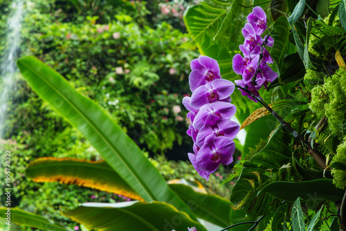 Various Types of Orchids in Singapore
