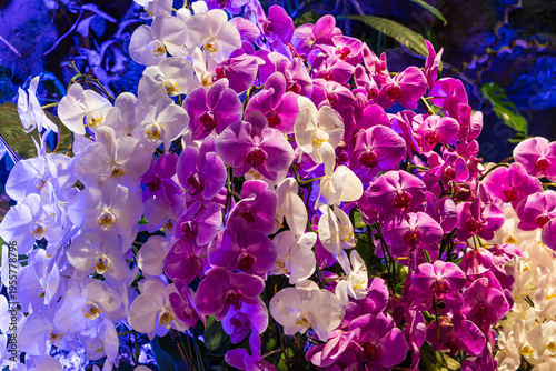 Various Types of Orchids in Singapore