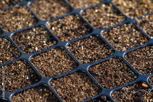 Plant seedlings in a tray with organic plugs in spring