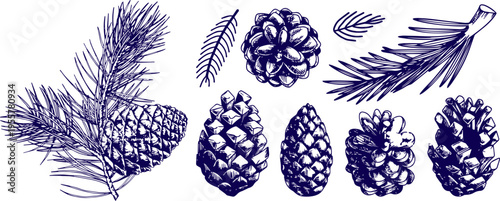 Pinecones and Conifer Branches Hand Drawn Botanical Sketch Set Isolated on White Background Vector Illustration