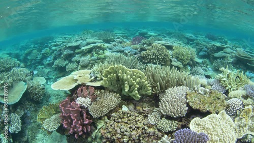 Fragile, reef-building corals dominate on a shallow coral reef in Fiji. This South Pacific island group harbors high marine biodiversity and is a popular destination for divers and snorkelers.