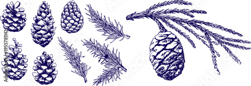 Collection of Pinecones and Conifer Branches Hand Drawn Botanical Ink Sketch Vector Illustration Set