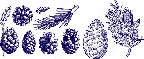 Hand Drawn Conifer Cones Collection with Pine and Spruce Branches Ink Sketch Botanical Vector Illustration