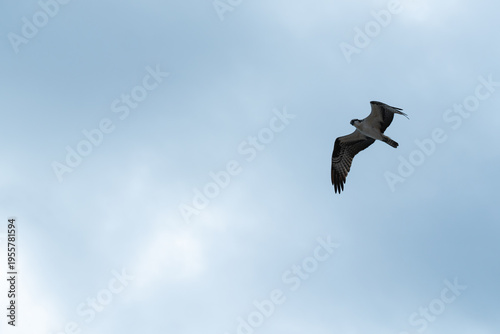 Osprey gliding in flight against pale blue sky
