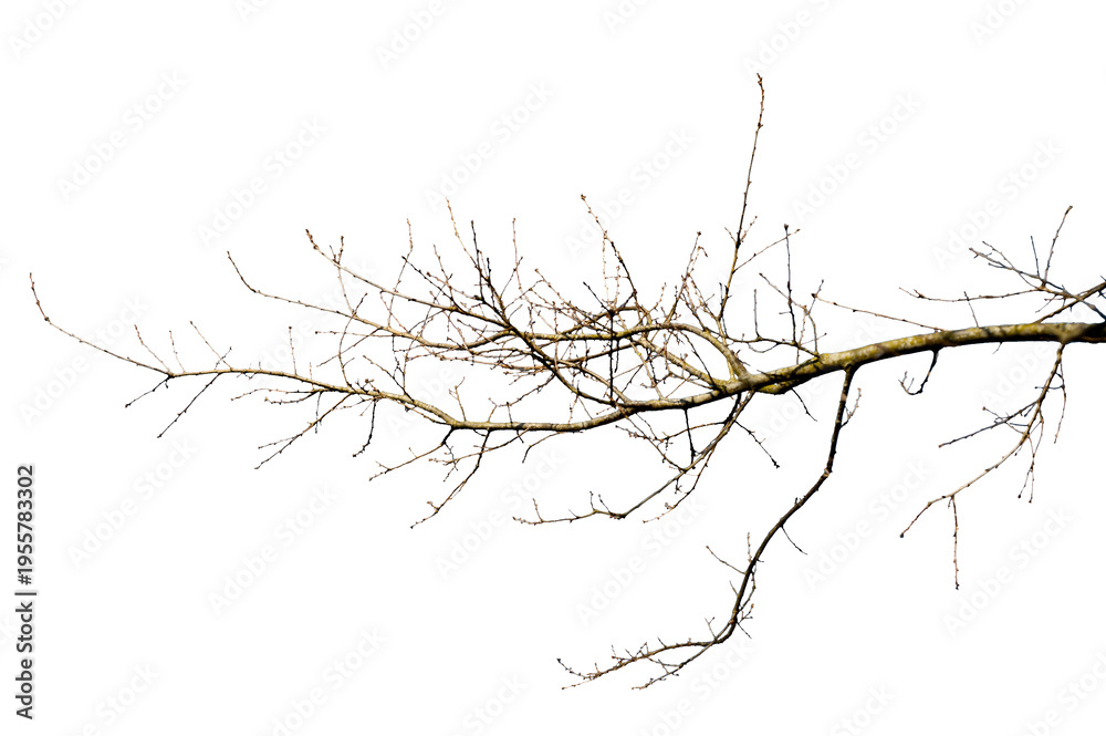 Fototapeta premium Natural oak branch isolated on transparent background. Clean structure with balanced shape and detailed twigs. 