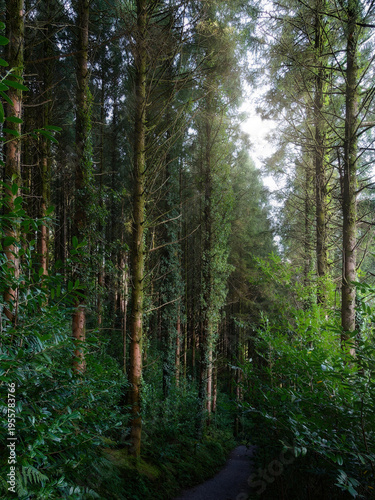Wallpaper Mural An inviting path leads deeper into this enchanting woodland. Torontodigital.ca