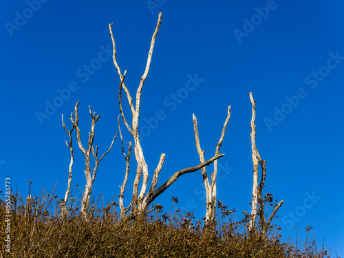 Wallpaper Mural Bare trees reach for a clear blue sky. Dry shrubs surround stark tree trunks. Withered trees against a vibrant backdrop. Dead trees create a stark landscape scene. Torontodigital.ca