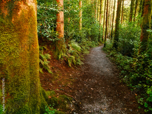 Wallpaper Mural Walking trail covered by trees with moss details. Torontodigital.ca