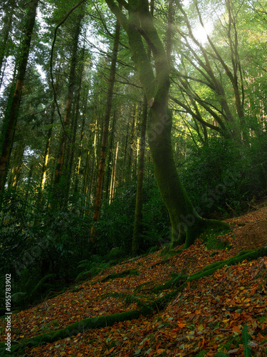 Wallpaper Mural Sunlight filters through a dense canopy onto a mossy tree trunk and a sloping forest floor covered in autumn leaves. Torontodigital.ca