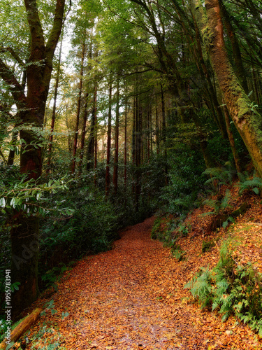 Wallpaper Mural A narrow forest path covered in fallen orange autumn leaves winds through tall green trees and dense undergrowth. Torontodigital.ca