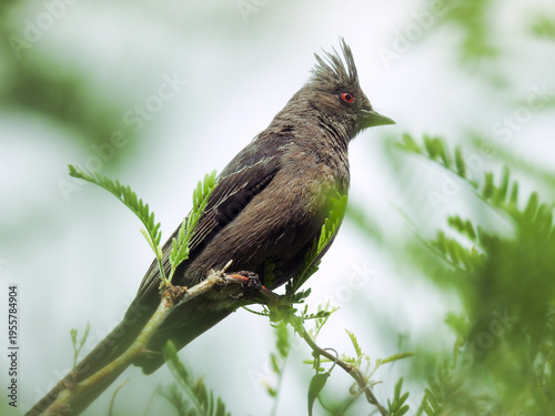 Female Phainopepla