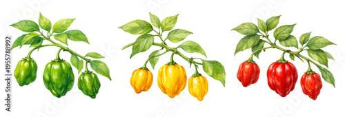 A beautiful collection of watercolor habanero peppers on branches, featuring green, yellow, and red chili peppers with fresh leaves.