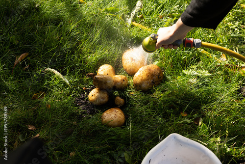 Принти на полотні Washing homegrown potatoes with hose in green grass