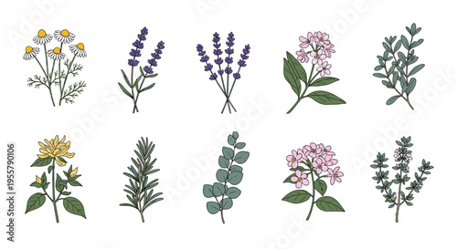 Detailed set of various medicinal herbs and wild flowers including lavender, chamomile, and rosemary in a delicate botanical drawing style.