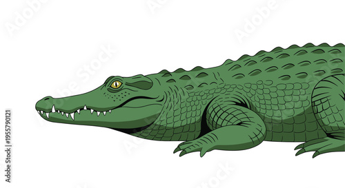 Detailed green crocodile showing its textured scales and sharp teeth while resting on a plain white background in a side view profile.