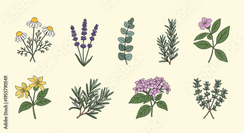 Selection of different medicinal and aromatic herbs including lavender, chamomile, rosemary, and eucalyptus shown in a botanical style.