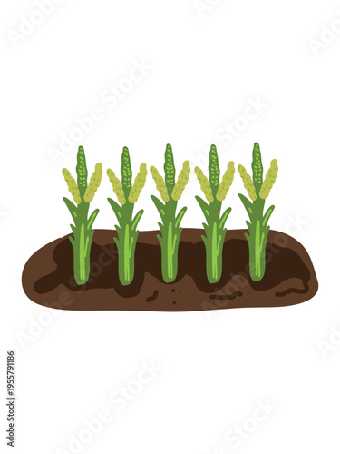fresh corn plants in vegetable garden artwork design