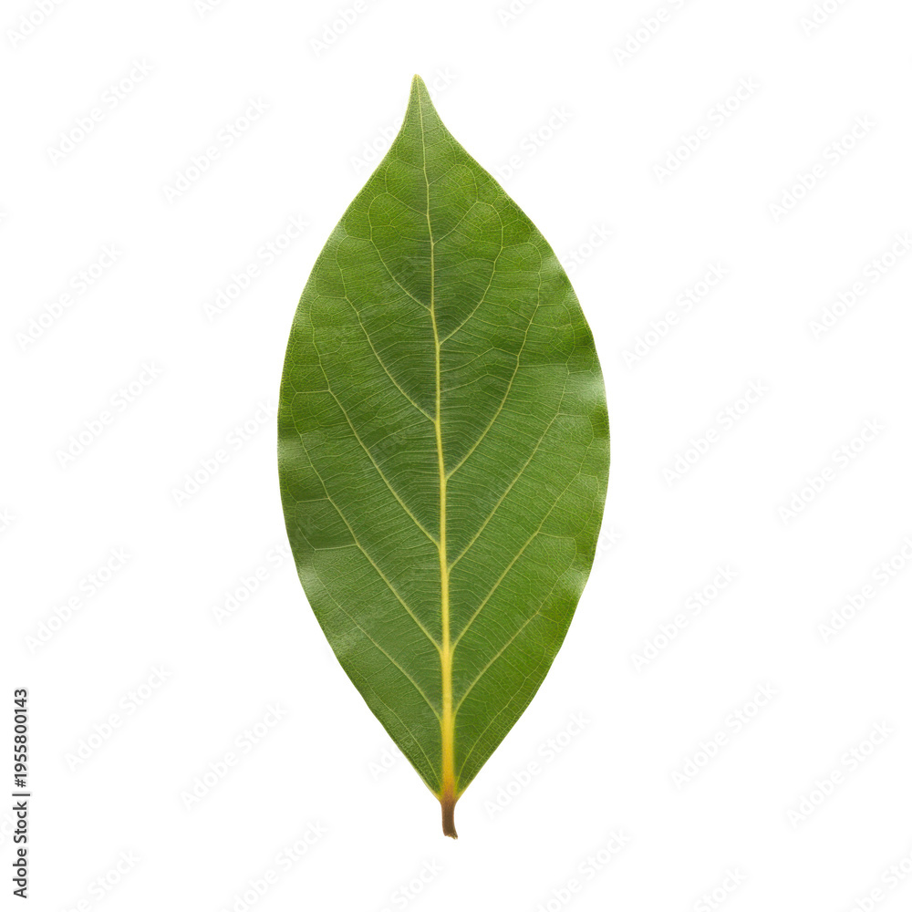 Obraz premium A single green leaf on transparent background
