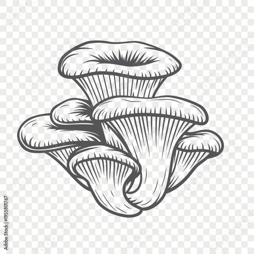 Oyster Mushroom Sketch Vector Illustration. Hand Drawn Pleurotus Mushroom Cluster in Engraving Style. Black and White Vintage Line Art for Botanical Design, Food Packaging, Menu and Logo