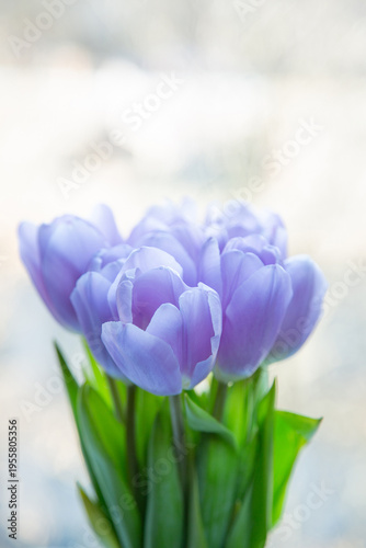 Fresh purple tulips in vase on blurred background, natural indoor flowers with soft light and spring atmosphere.