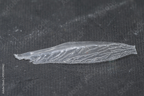 Fotografia Glue residue resembling a dragonfly wing.