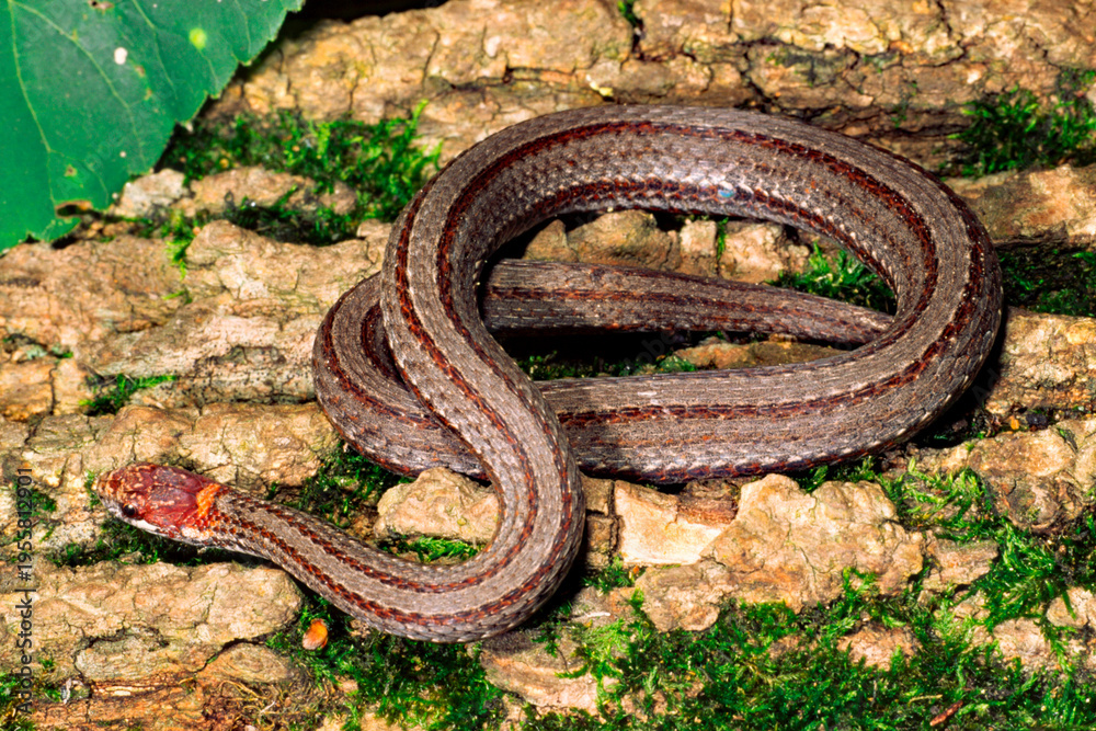 Obraz premium Redbelly snake, Storeria occipitomaculata.